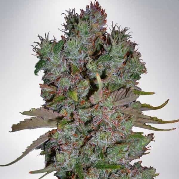 Blueberry Seed > BSF Seeds | Feminized Marijuana   |  hybrid