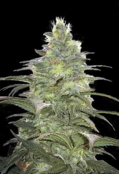 Blueberry Berry > Bulk Seed Bank | Feminisierte Hanfsamen  |  Indica