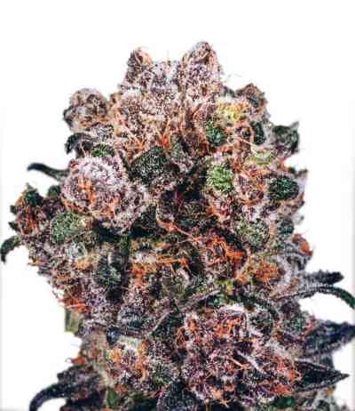 Blueberry  > Dutch Passion | Feminized Marijuana   |  Indica