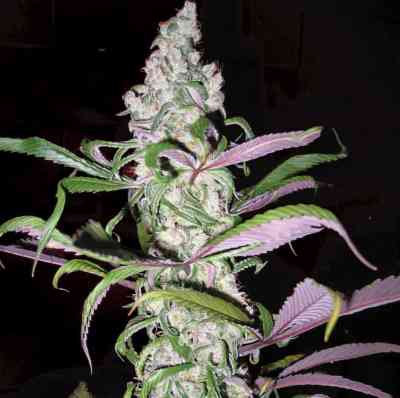 Blueberry  > Dutch Passion | Feminized Marijuana   |  Indica