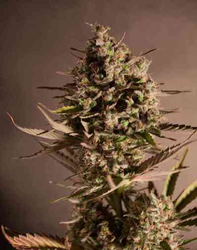 Blueberry  > Dutch Passion | Feminisierte Hanfsamen  |  Indica