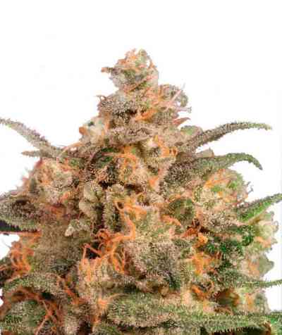 Brainstorm > Dutch Passion | Semillas feminizadas  |  Sativa