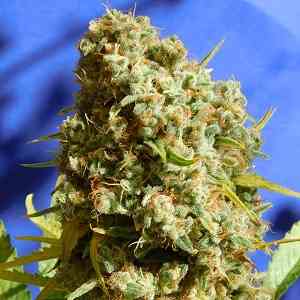 Bruce Banner #3 Fast > Original Sensible Seeds | Feminized Marijuana   |  Indica