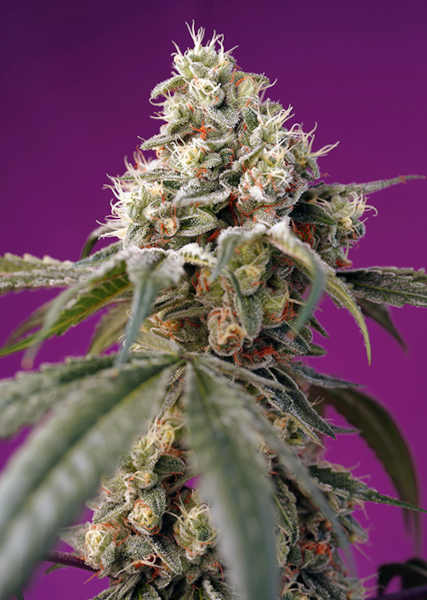 Bruce Banner Auto > Sweet Seeds | Autoflowering Cannabis   |  Sativa