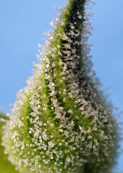 Bruce Banner Auto > Sweet Seeds | Autoflowering Cannabis   |  Sativa
