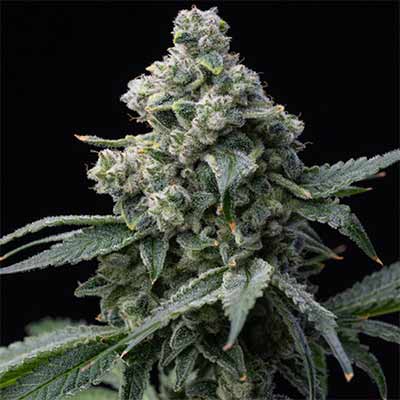 Bruce Banner > Barney\'s Farm | Feminisierte Hanfsamen  |  Hybrid