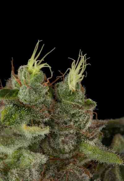 Bubba Kush > Humboldt Seed Organization | Feminisierte Hanfsamen  |  Indica