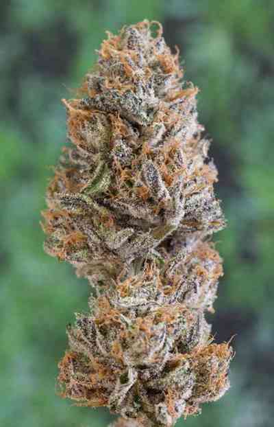 Bubba\'s Gift > Humboldt Seed Organization | Graines Féminisées  |  Indica