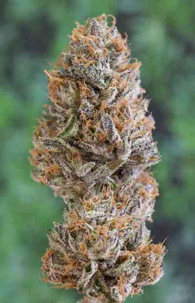 Bubba\'s Gift > Humboldt Seed Organization | Feminisierte Hanfsamen  |  Indica