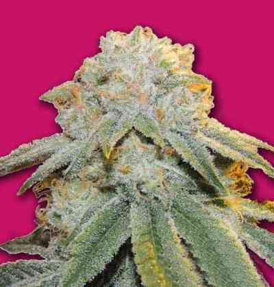 Bubble Bomb > Bomb Seeds | Feminisierte Hanfsamen  |  Hybrid