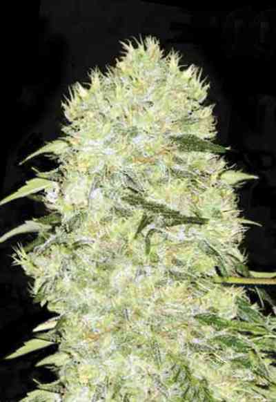 Bubblegum Extra > Bulk Seed Bank | Feminisierte Hanfsamen  |  Hybrid