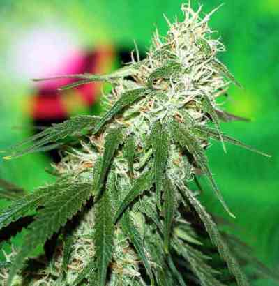 Buzz Bomb > Bomb Seeds | Semillas feminizadas  |  Sativa