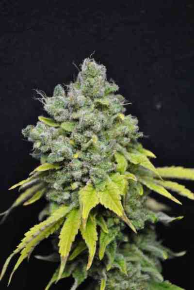 CBD Skunk Haze > Dutch Passion | Feminisierte Hanfsamen  |  Hybrid