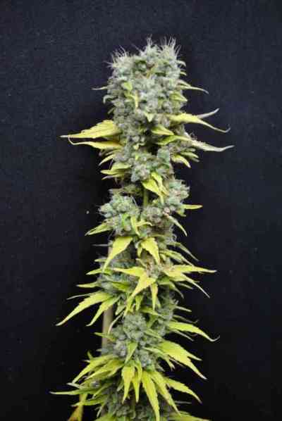 CBD Skunk Haze > Dutch Passion | Feminized Marijuana   |  hybrid