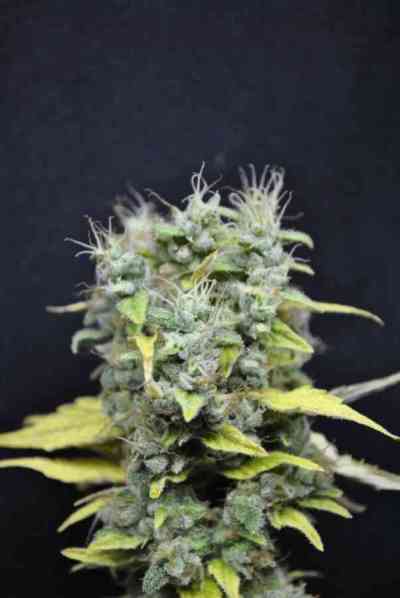 CBD Skunk Haze > Dutch Passion | Feminisierte Hanfsamen  |  Hybrid