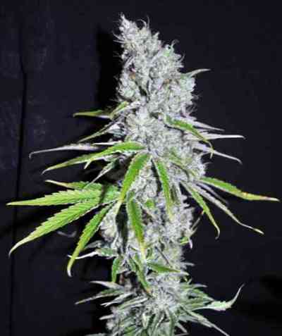 CBD Skunk Haze > Dutch Passion | Feminisierte Hanfsamen  |  Hybrid