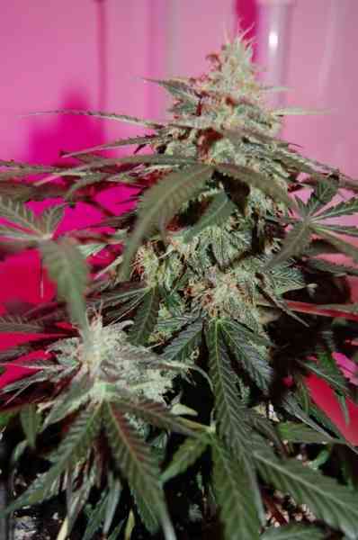 Med Gom 1.0 > GrassOmatic | Autoflowering Hanfsamen  |  Hybrid