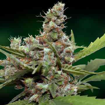 CBD Blue Shark > Barney\'s Farm | Semillas feminizadas  |  Índica