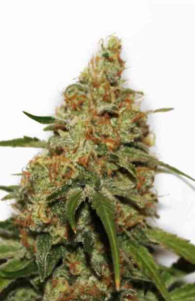 CBD Kush > Dutch Passion | Feminized Marijuana   |  hybrid