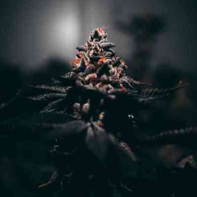 Autoflowering Cannabis Seeds | Hybrid | THC 15-20% | Average yield