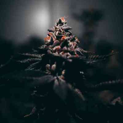 Autoflowering Hanfsamen Autoflowering Hanfsamen | Hybrid | THC <10%