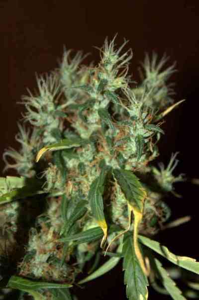 CBD Mango Haze > CBD Crew | Semillas feminizadas  |  Sativa