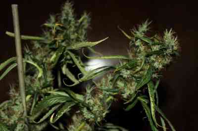 CBD Mango Haze > CBD Crew | Feminized Marijuana   |  Sativa