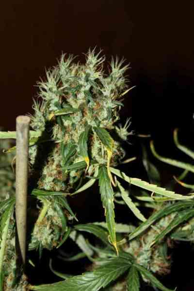 CBD Mango Haze > CBD Crew | Feminized Cannabis   |  Sativa