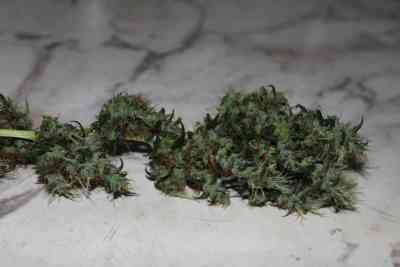 CBD Mango Haze > CBD Crew | Semillas feminizadas  |  Sativa