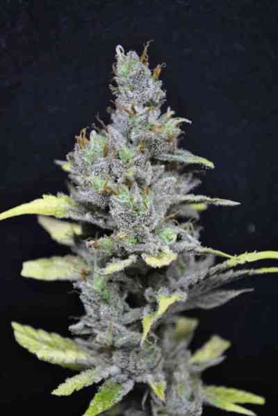 CBD MediHaze > CBD Crew | Semillas feminizadas  |  Sativa