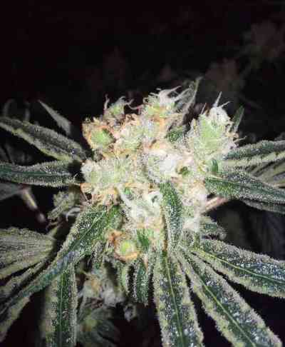 CBD MediHaze > CBD Crew | Semillas feminizadas  |  Sativa