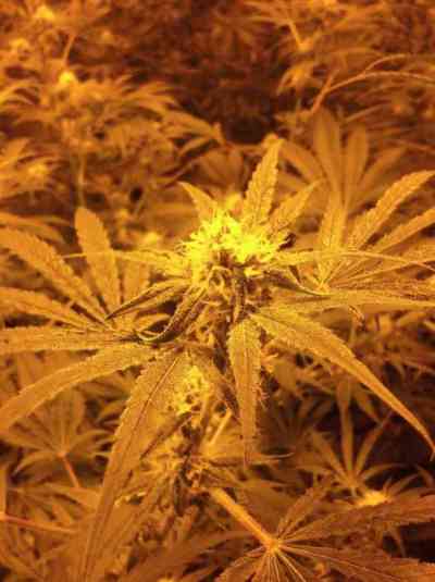 CBD MediHaze > CBD Crew | Feminisierte Hanfsamen  |  Sativa