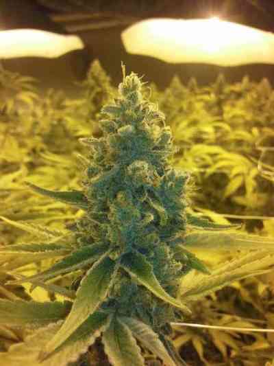 CBD MediHaze > CBD Crew | Feminisierte Hanfsamen  |  Sativa