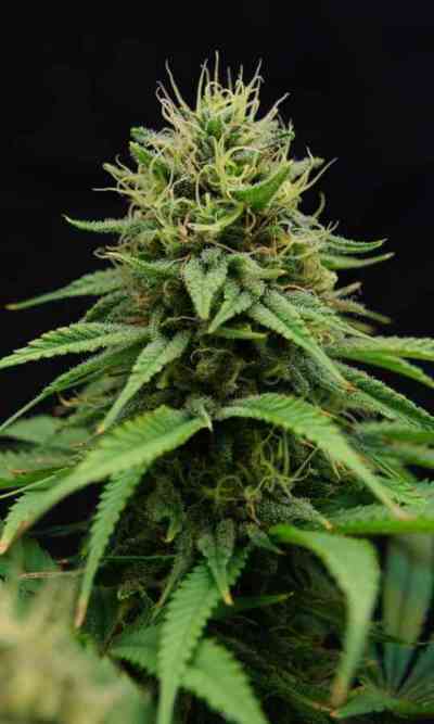 CBD Nordle > CBD Crew | Feminisierte Hanfsamen  |  Indica