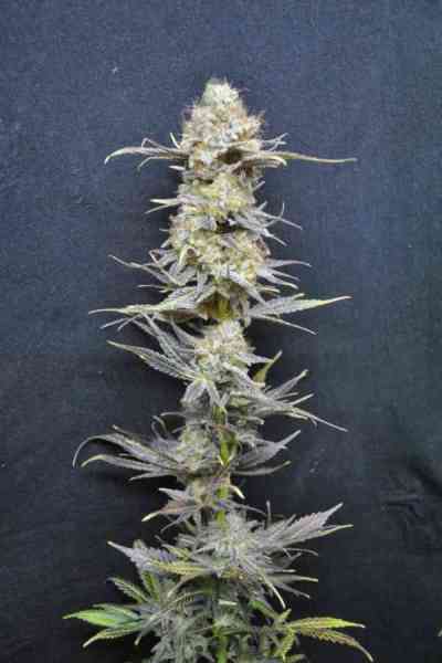 CBD Nordle > CBD Crew | Feminized Marijuana   |  Indica