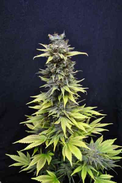 CBD Nordle > CBD Crew | Feminized Marijuana   |  Indica