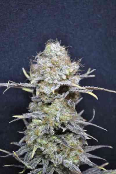 CBD Nordle > CBD Crew | Feminisierte Hanfsamen  |  Indica