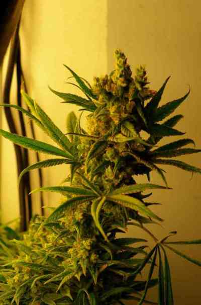 CBD Shark > CBD Crew | Feminisierte Hanfsamen  |  Indica