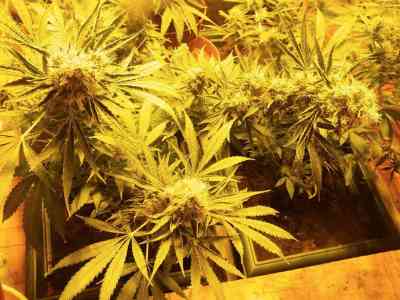 CBD Shark > CBD Crew | Feminisierte Hanfsamen  |  Indica