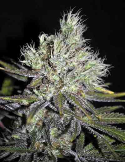 CBD S\'n\'S Widow > CBD Crew | Semillas Regulares  |  Índica