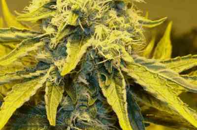 CBD S\'n\'S Widow > CBD Crew | Reguläre Hanfsamen  |  Indica