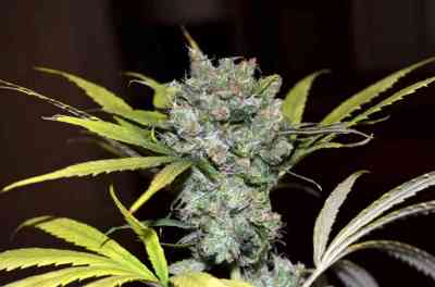 CBD S\'n\'S Widow > CBD Crew | Reguläre Hanfsamen  |  Indica