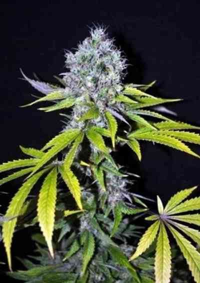 CBD Yummy > CBD Crew | Semillas feminizadas  |  Sativa