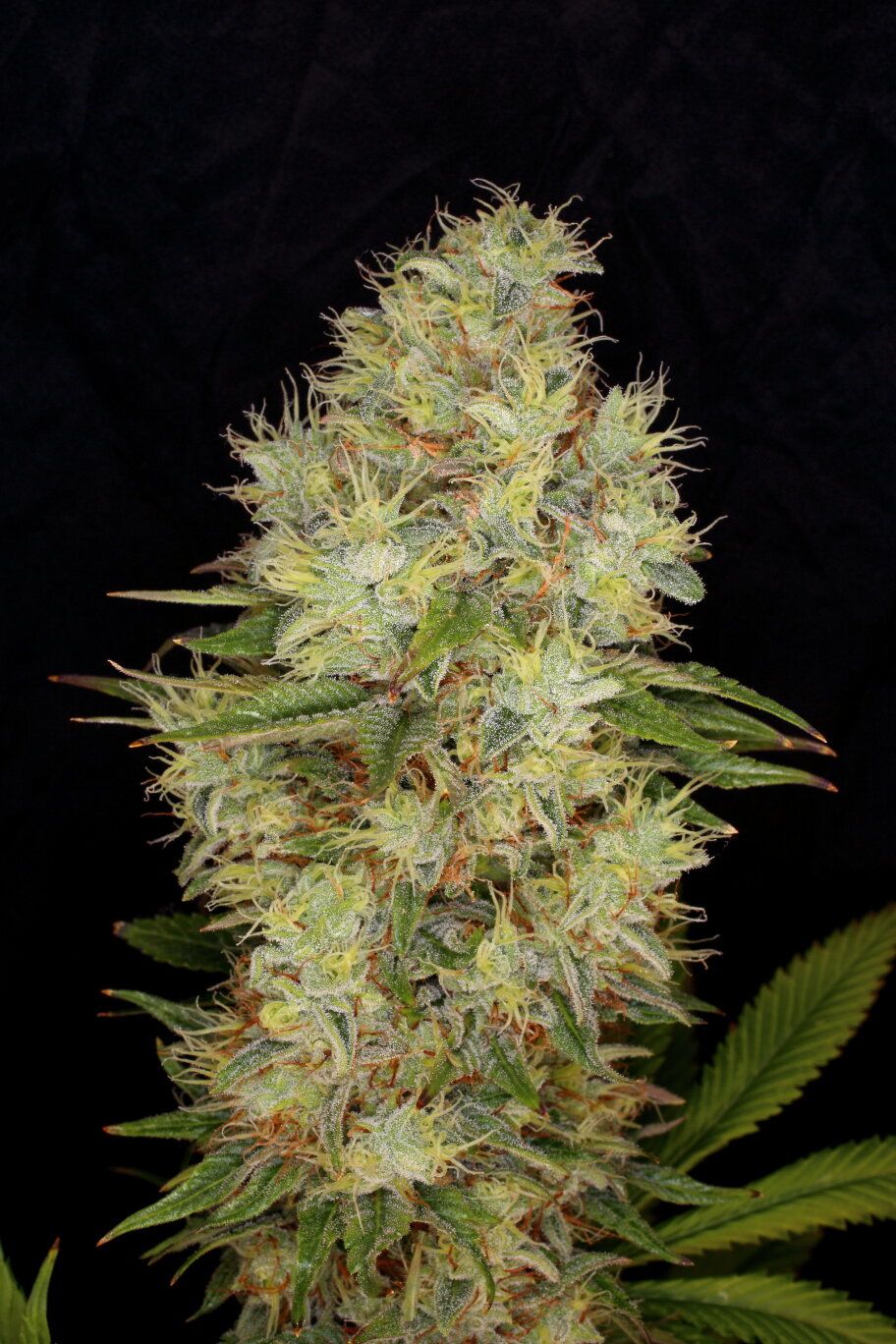 CBG Auto graines > Kannabia Seeds | Graines CBD  |  Sativa