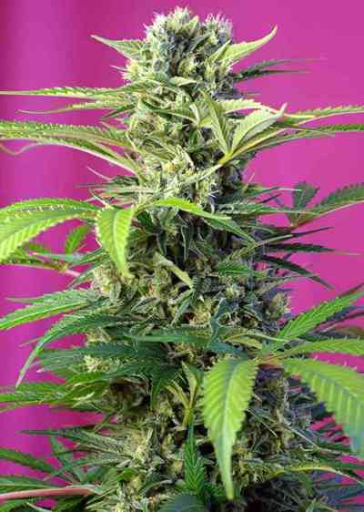 Chem Beyond Diesel CBD Samen > Sweet Seeds | Feminisierte Hanfsamen  |  Hybrid