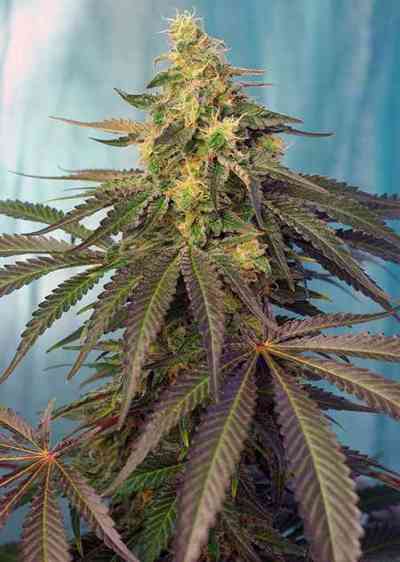 Cream Caramel CBD Samen > Sweet Seeds | CBD Hanfsamen  |  Indica