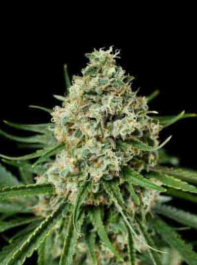 Critical+ 2.0 > Dinafem | Feminized Marijuana   |  Indica