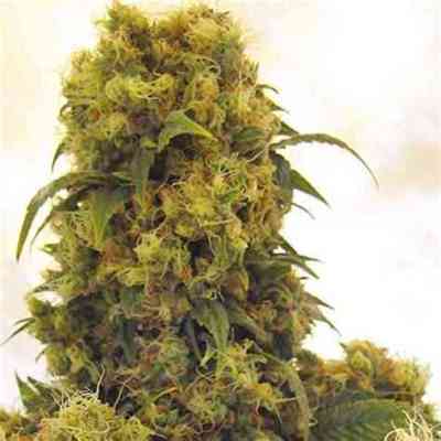 Critical Skunk Seed > Mr. Nice | Regular Marijuana   |  Hybrid