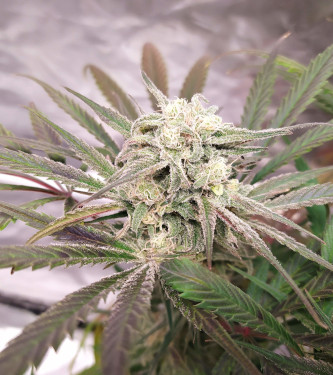 California Kush Fast > 00 Seeds Bank | Feminisierte Hanfsamen  |  Indica