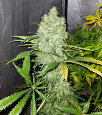 California Kush Fast > 00 Seeds Bank | Graines Féminisées  |  Indica